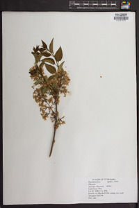 Syringa chinensis image