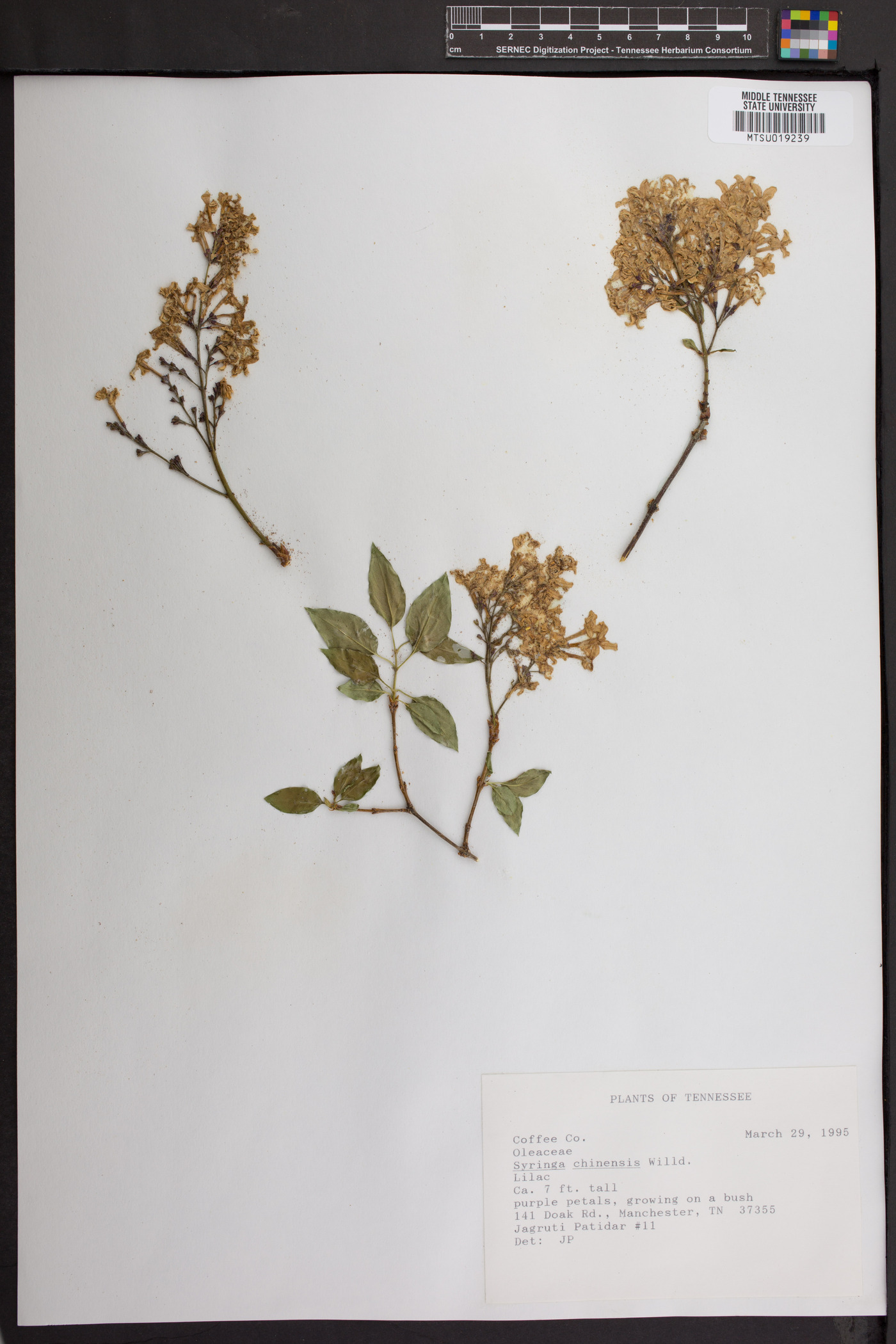 Syringa chinensis image