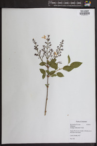 Syringa chinensis image