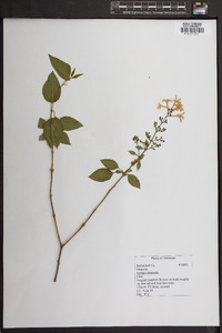 Syringa chinensis image