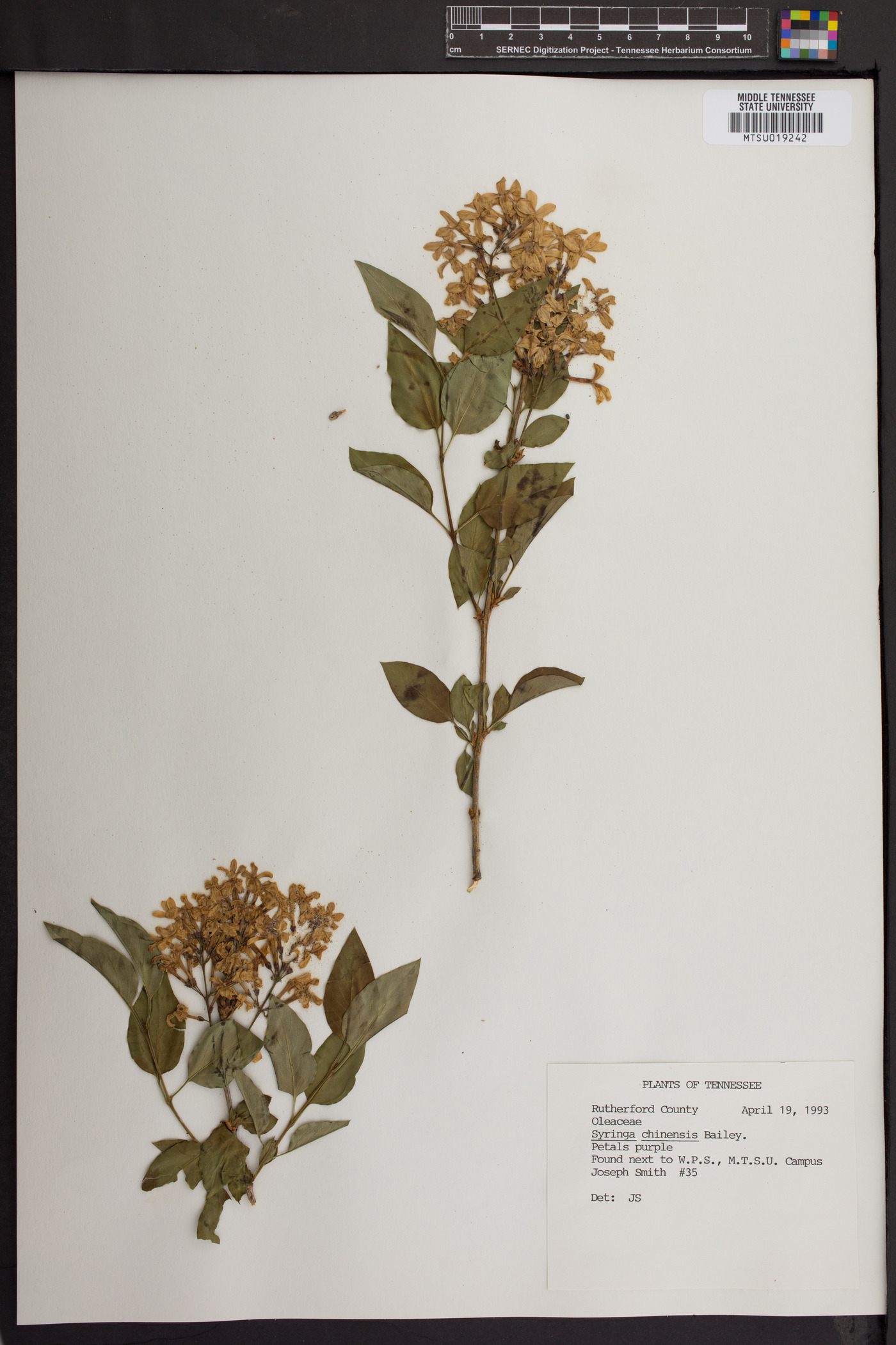 Syringa chinensis image