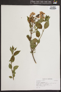 Syringa chinensis image