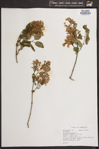 Syringa persica image