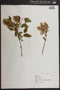 Syringa persica image