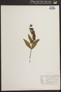 Syringa pubescens image