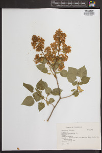 Syringa vulgaris image