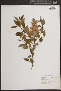 Syringa vulgaris image