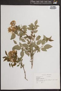 Syringa vulgaris image