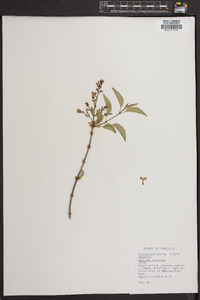 Syringa vulgaris image