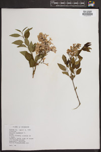 Syringa vulgaris image