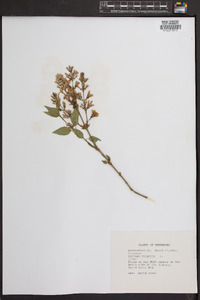 Syringa vulgaris image