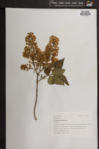 Syringa vulgaris image