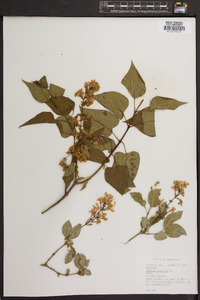 Syringa vulgaris image