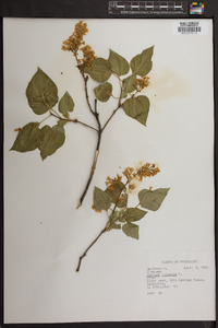 Syringa vulgaris image