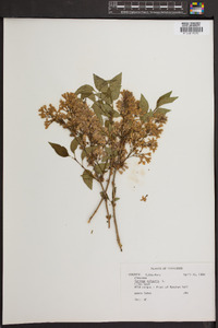 Syringa vulgaris image