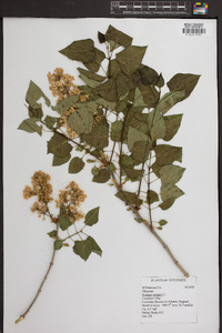 Syringa vulgaris image