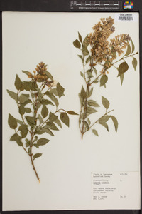 Syringa vulgaris image
