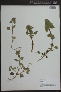 Lamium purpureum image