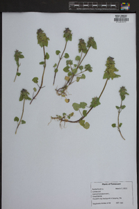 Lamium purpureum image