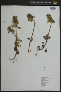 Lamium purpureum image