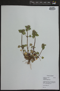 Lamium purpureum image