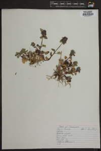 Lamium purpureum image