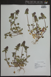 Lamium purpureum image