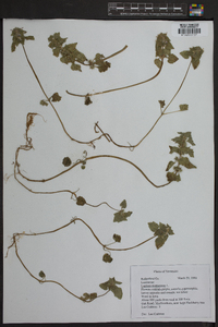 Lamium purpureum image