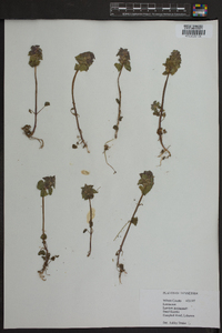 Lamium purpureum image