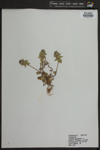 Lamium purpureum image