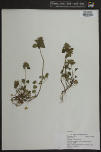 Lamium purpureum image