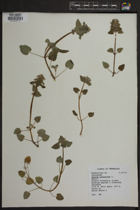 Lamium purpureum image