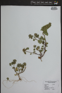 Lamium purpureum image