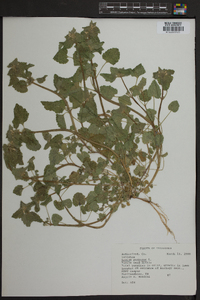 Lamium purpureum image