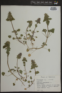 Lamium purpureum image