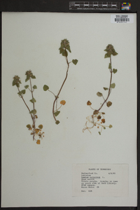 Lamium purpureum image