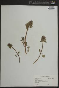 Lamium purpureum image