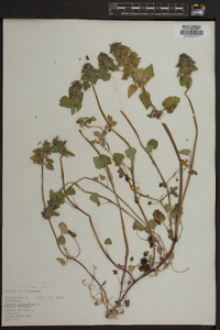 Lamium purpureum image