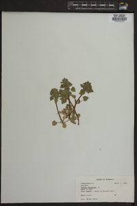 Lamium purpureum image