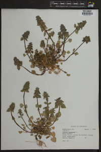 Lamium purpureum image