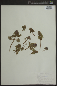 Lamium purpureum image