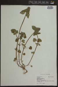 Lamium purpureum image