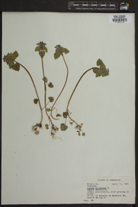 Lamium purpureum image