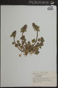 Lamium purpureum image