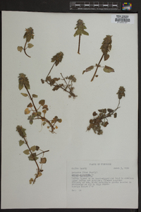 Lamium purpureum image