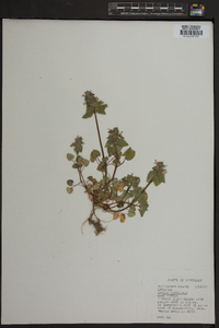 Lamium purpureum image