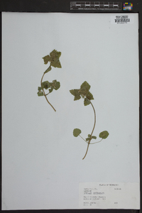 Lamium purpureum image