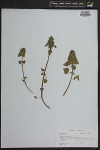 Lamium purpureum image