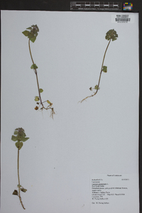 Lamium purpureum image