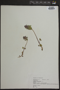 Lamium purpureum image